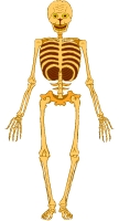 Skeleton